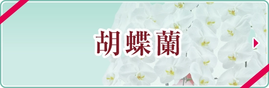オンライン限定＜胡蝶蘭＞