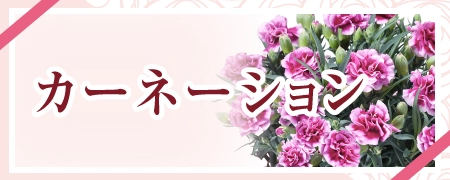 オンライン限定＜カーネーション＞