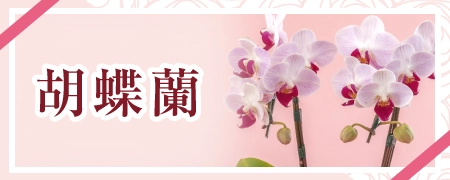 オンライン限定＜胡蝶蘭＞