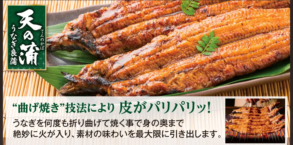 天の蒲1尾