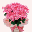 生花