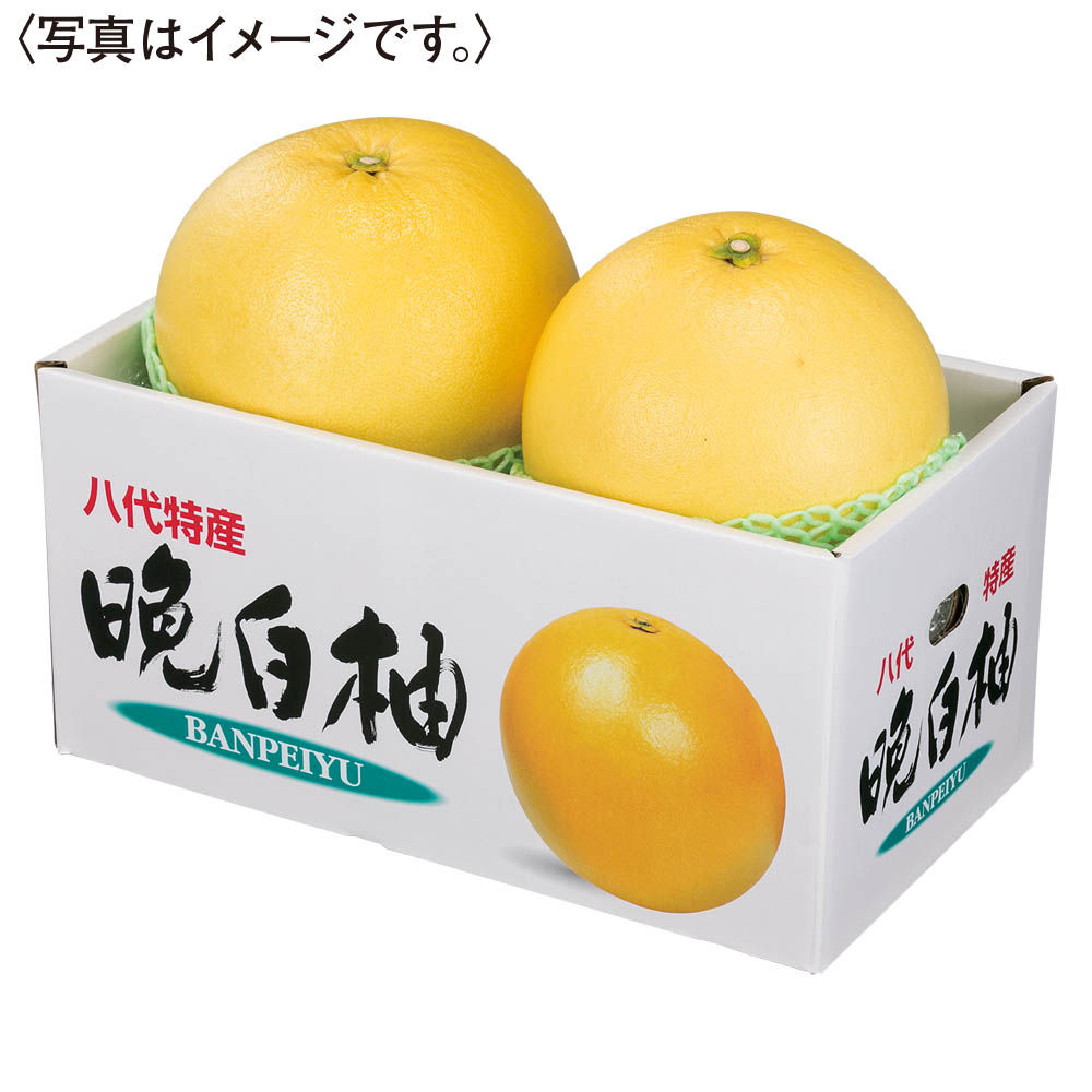 熊本県産 晩白柚