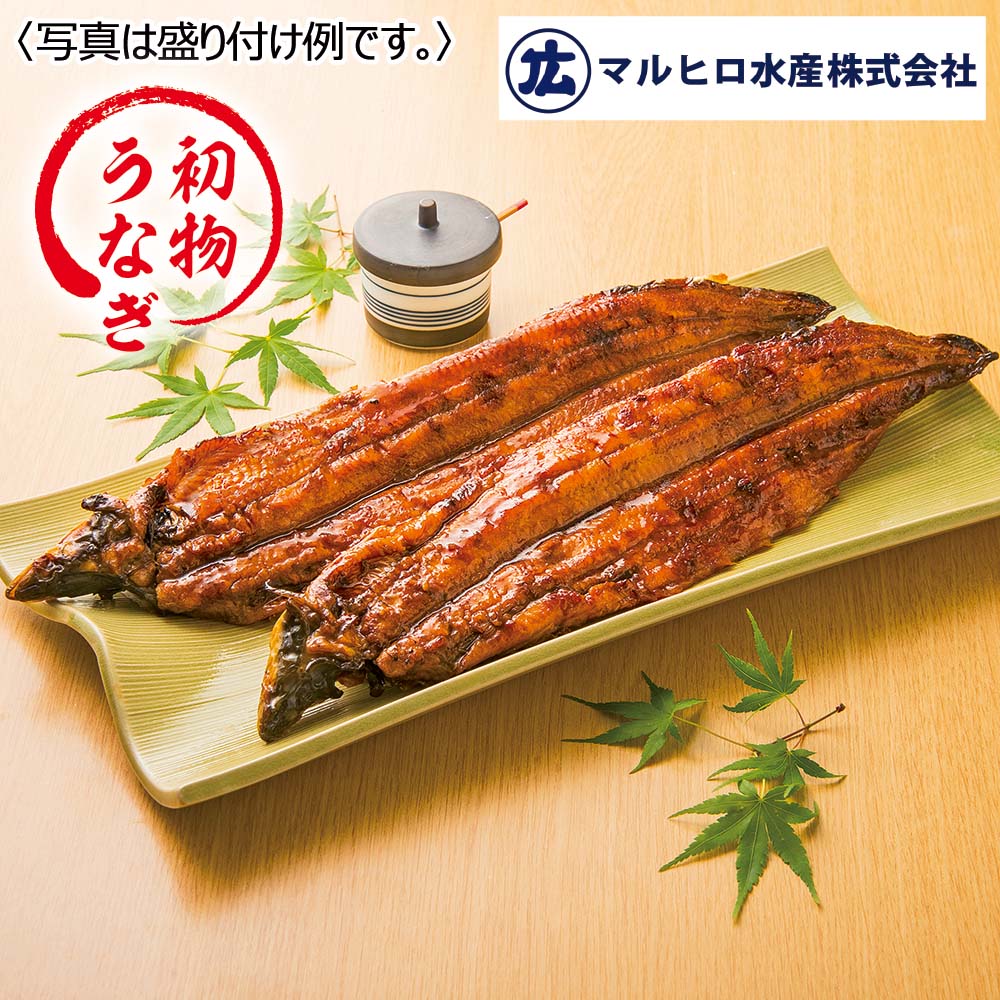 マルヒロ 焼き立て直送! 愛知県産手焼き初物うなぎ蒲焼 2尾入