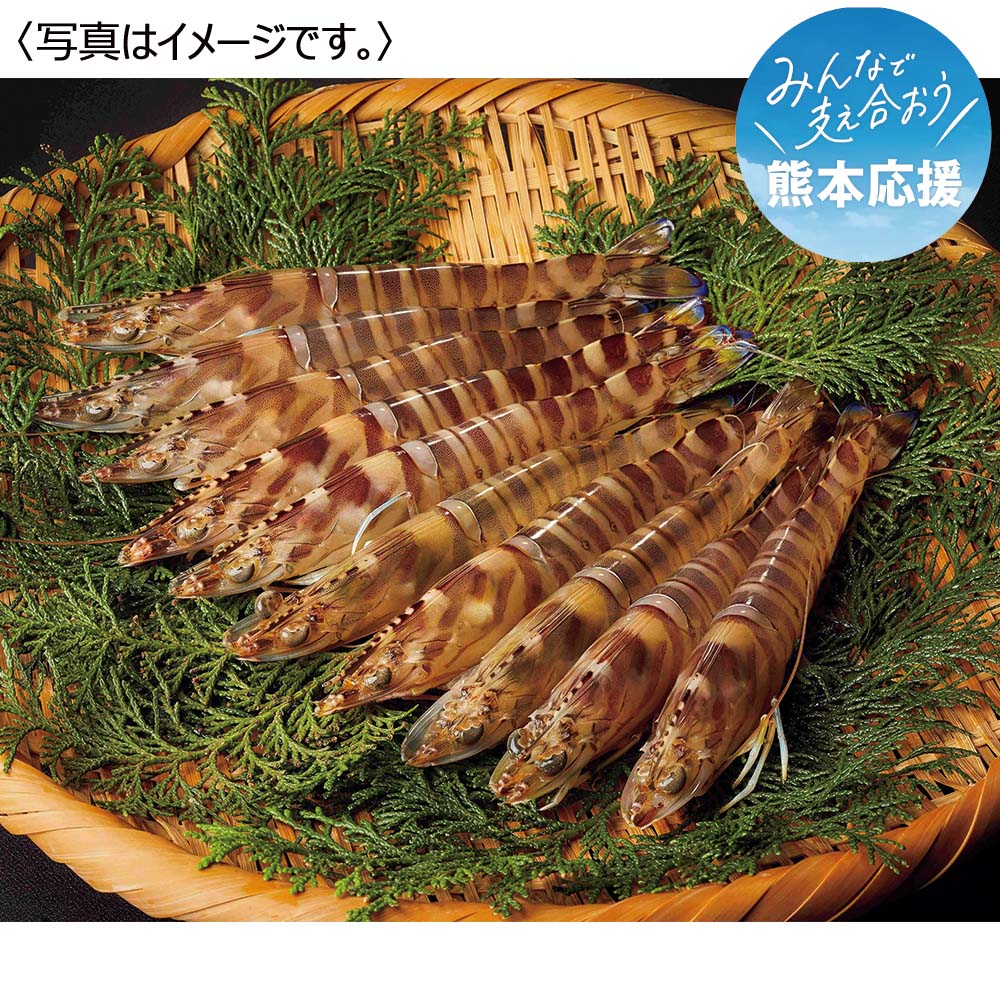 <天草フーズ>九州産 活車海老(養殖)250g