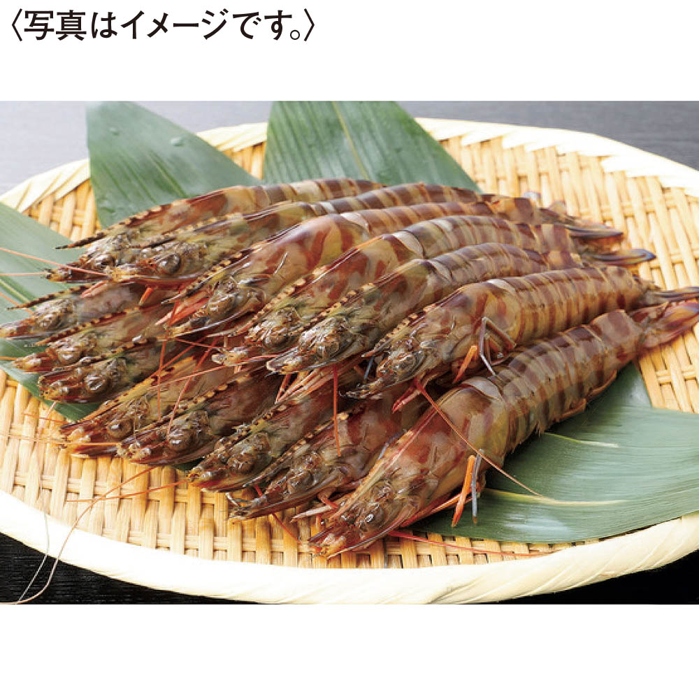 <鳴門クルマエビ>うず潮 活き車えび(大サイズ)500g