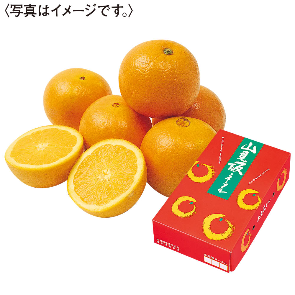 福岡県産<JA粕屋>山見阪ネーブル