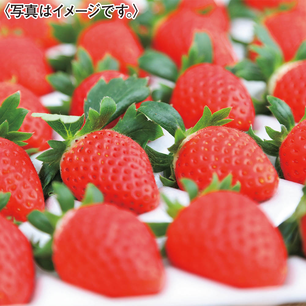 福岡県産<JAふくおか八女>博多あまおう350g
