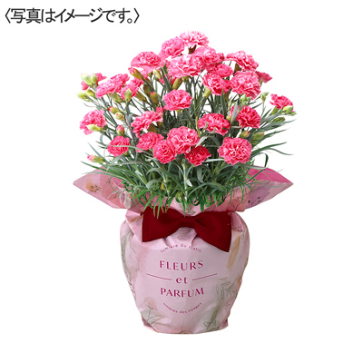 値頃 ゆめオンライン ゆめタウン公式通販催事商品 - online youme | その他