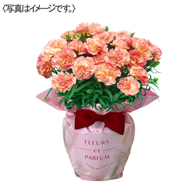 ゆめオンライン | youme online - ゆめタウン公式通販催事商品