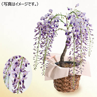 ゆめオンライン | youme online - ゆめタウン公式通販催事商品