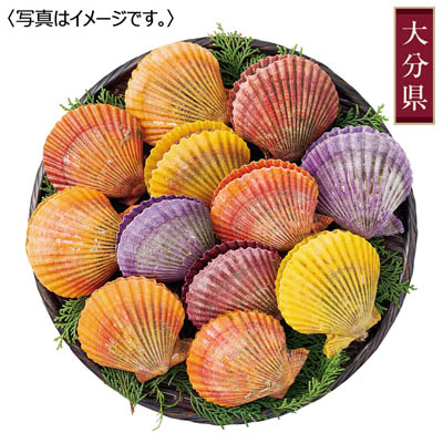 ＜海べ＞活ヒオウギ貝セット