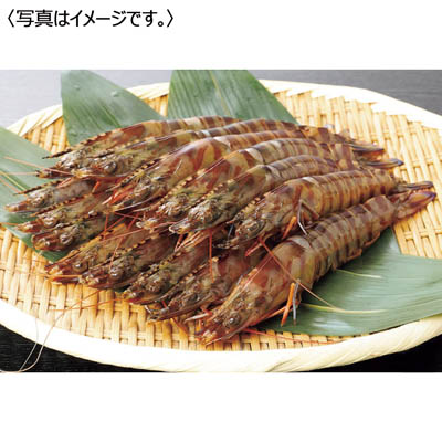 <鳴門クルマエビ>うず潮 活き車えび<大サイズ>