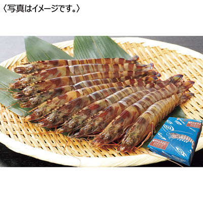 <鳴門クルマエビ>うず潮 活き車えび<大サイズ>