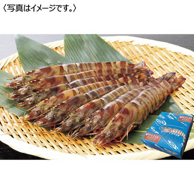 ＜鳴門クルマエビ＞うず潮　活き車えび＜大サイズ＞