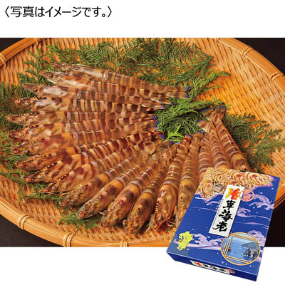 <天草フーズ>九州産 活車海老(養殖)