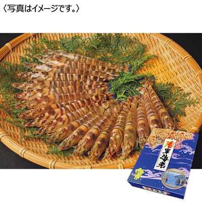 <天草フーズ>九州産 活車海老(養殖)