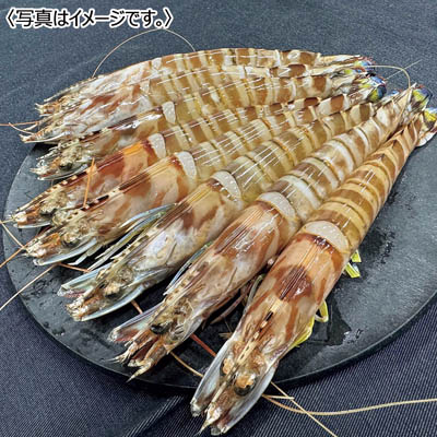 <天草フーズ>九州産 活車海老(養殖)