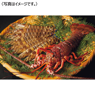 <天草フーズ>九州産 活車えび・活伊勢海老セット