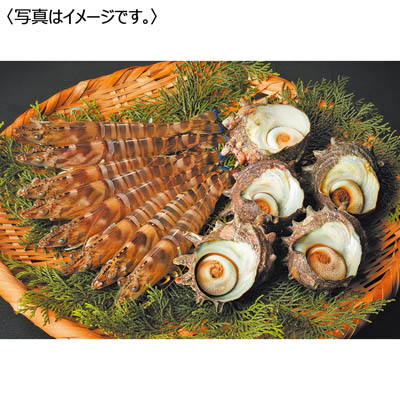 <天草フーズ>九州産 活車えび・活さざえセット