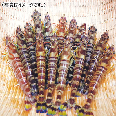 <原田丸海産>活き車海老