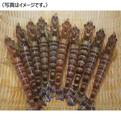 <原田丸海産>活き車海老
