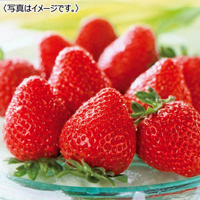 福岡県産 <JAふくおか八女>博多あまおう