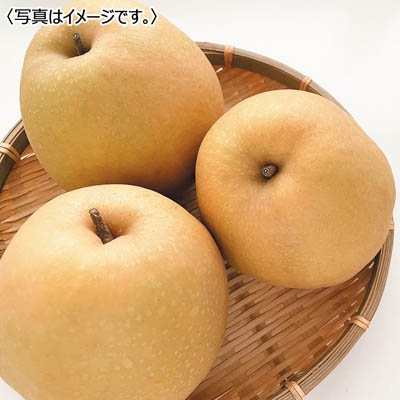 鳥取県産 王秋梨