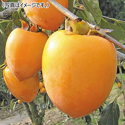 徳島県産 あたご柿