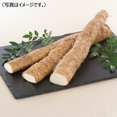 広島県三原産<せんチャンファーム>自然薯