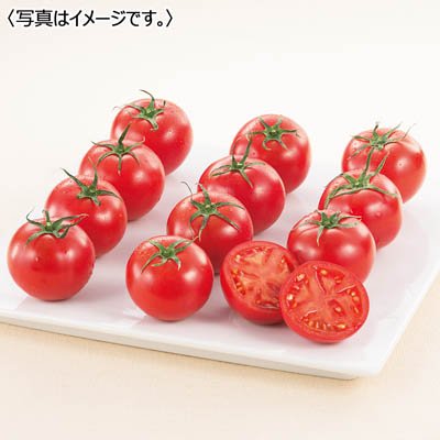 高知県産　フルーツトマト