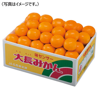 広島県産 大長みかん