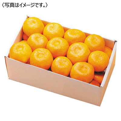 和歌山県産　有田みかん