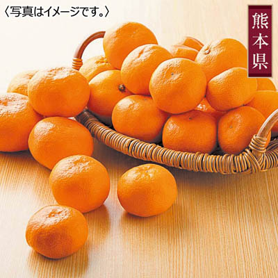 熊本県産 プレミアム汐みかん