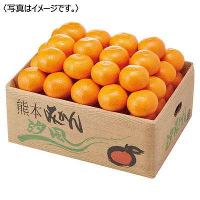 熊本県産　手詰め汐みかん