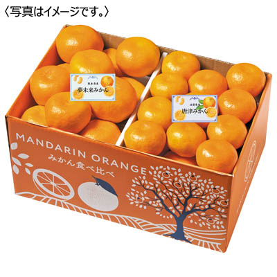 九州みかん食べ比べ