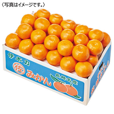 長崎県産 伊木力みかん 5kg入