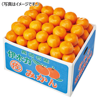 長崎県産 伊木力みかん 10kg入