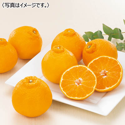 熊本県産 デコポン