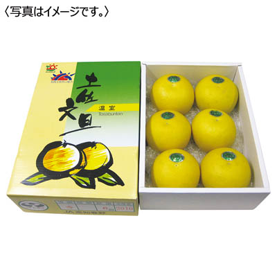 高知県産 温室土佐文旦