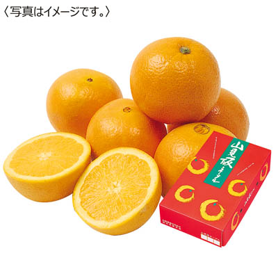 福岡県産＜ＪＡ粕屋＞山見阪ネーブル