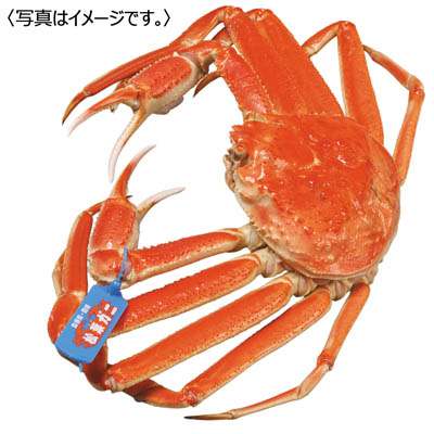 <中浦食品>大漁市場なかうら 松葉がに 小1枚入