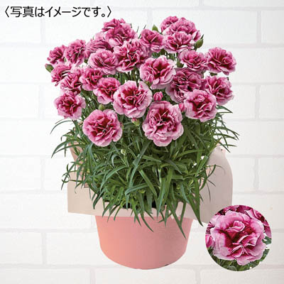 カーネーション「プラムタルト」
