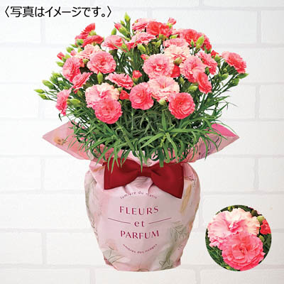 【限定100鉢】カーネーション「さくらもなか」