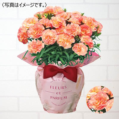 【限定100鉢】カーネーション「フロリアーヌ」