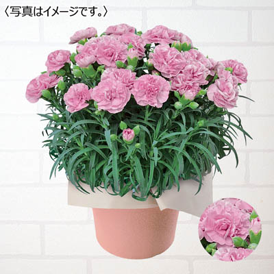 カーネーション「アプリシア」