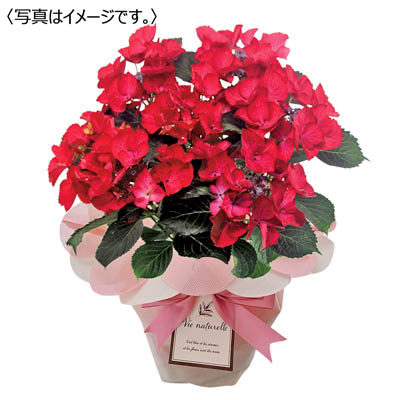 【限定50鉢】あじさい「ダークエンジェル」