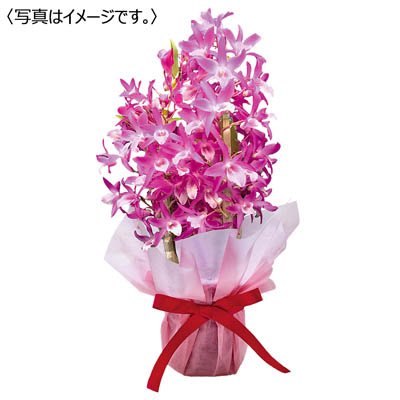 デンドロビウム「赤ずきんちゃん」