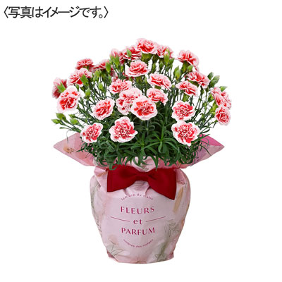 【限定30鉢】カーネーション花鉢　いちごホイップ