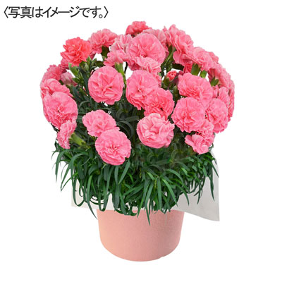 カーネーション「ももりーな」