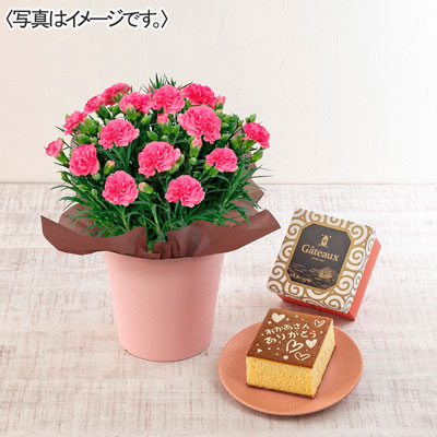 カーネーション（ピンク）＆長崎堂「絵柄入りカステーラ」セット